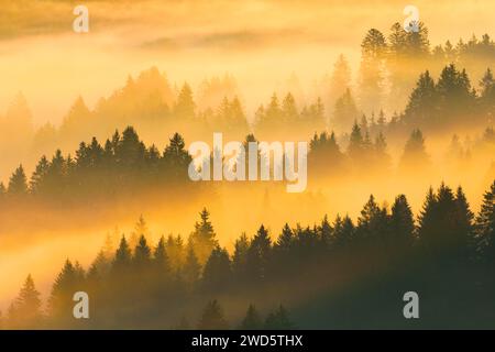 Brouillard et forêt à Oberaegeri dans le canton de Zoug, Suisse Banque D'Images