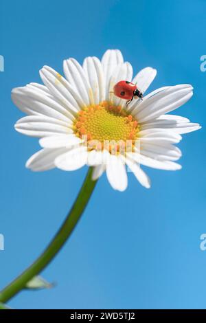 Coccinelle sur la marguerite, Suisse Banque D'Images