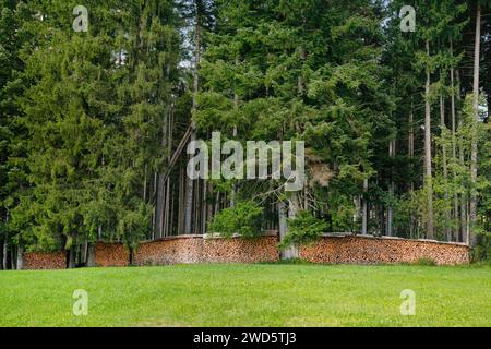 Bois Scheiterbeige au bord de la forêt de pins avec bois mort, Suisse Banque D'Images