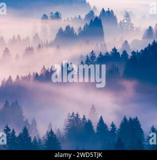 Brouillard et forêt à Oberaegeri dans le canton de Zoug, Suisse Banque D'Images