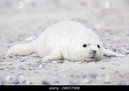 Bébé phoque gris avec fourrure blanche se trouve sur la plage de sable sur l'île de Duene près de Heligoland, en Allemagne Banque D'Images