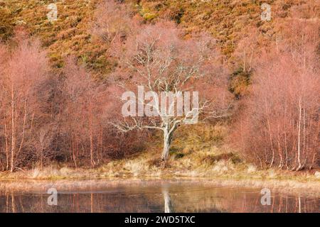 Les bouleaux rougeâtres envahis de mousse se reflètent dans l'eau d'un loch couvert de banquises, hivernent dans les Highlands écossais près de Contin Banque D'Images