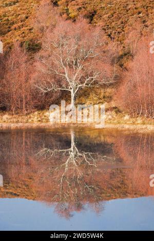 Les bouleaux rougeâtres envahis de mousse se reflètent dans l'eau d'un loch couvert de banquises, hivernent dans les Highlands écossais près de Contin Banque D'Images