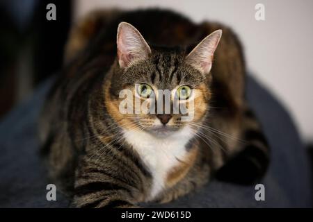 Beau chat tabby relaxant à l'intérieur, regardant la caméra avec de grands yeux verts. Banque D'Images