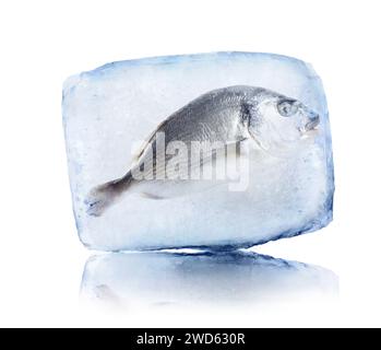 Aliments surgelés. Poisson dorada cru dans le cube de glace isolé sur blanc Banque D'Images