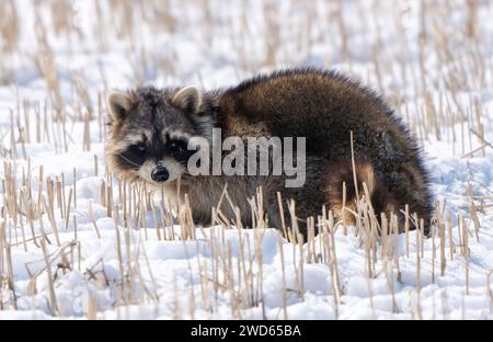 Gros plan Racoon dans le climat froid de neige d'hiver Banque D'Images