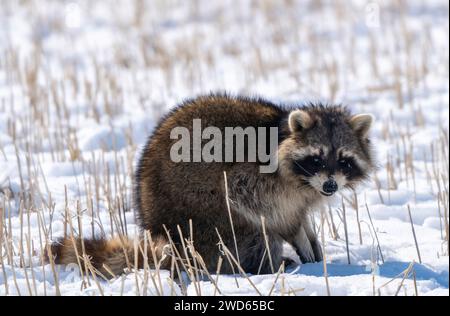 Gros plan Racoon dans le climat froid de neige d'hiver Banque D'Images