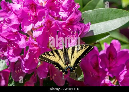 Issaquah, Washington, États-Unis. Papillon à queue d'aronde tigre de l'Ouest sur un Rhododendron du Pacifique en fleur. Banque D'Images