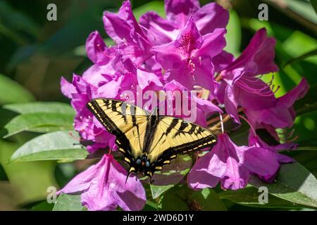 Issaquah, Washington, États-Unis. Papillon à queue d'aronde tigre de l'Ouest sur un Rhododendron du Pacifique en fleur. Banque D'Images