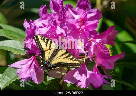 Issaquah, Washington, États-Unis. Papillon à queue d'aronde tigre de l'Ouest sur un Rhododendron du Pacifique en fleur. Banque D'Images
