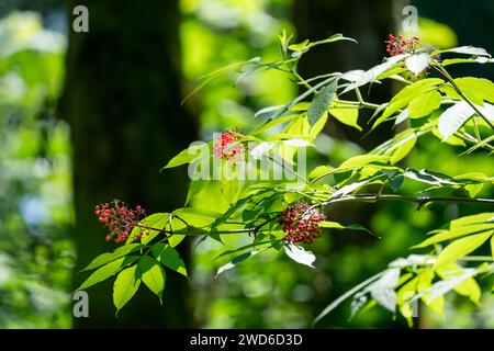 Issaquah, Washington, États-Unis. Branche d'un sureau rouge avec des baies à moitié mangées. Les oiseaux aiment beaucoup les baies. Banque D'Images