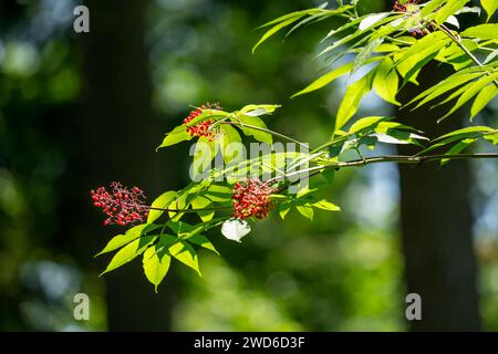 Issaquah, Washington, États-Unis. Branche d'un sureau rouge avec des baies à moitié mangées. Les oiseaux aiment beaucoup les baies. Banque D'Images