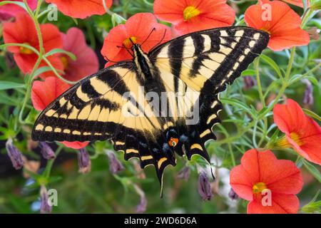 Issaquah, Washington, États-Unis. Le papillon à queue d'aronde tigre de l'Ouest pollinisant des millions de cloches ou des pétunias ou Calibrachoa traînants. Banque D'Images