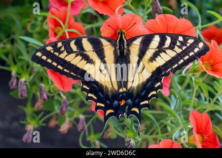 Issaquah, Washington, États-Unis. Le papillon à queue d'aronde tigre de l'Ouest pollinisant des millions de cloches ou des pétunias ou Calibrachoa traînants. Banque D'Images