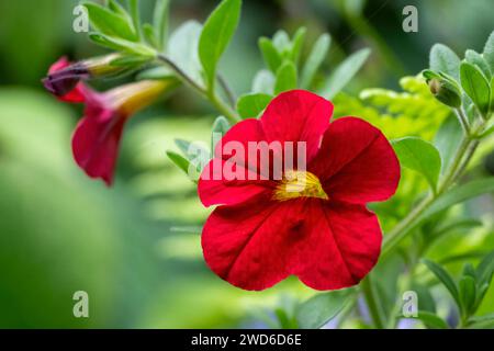 Issaquah, Washington, États-Unis. Millions de cloches ou pétunia ou Calibrachoa. Banque D'Images