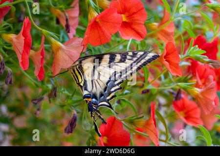 Issaquah, Washington, États-Unis. Le papillon à queue d'aronde tigre de l'Ouest pollinisant des millions de cloches ou des pétunias ou Calibrachoa traînants. Banque D'Images