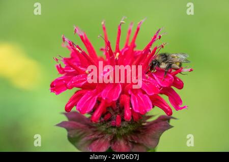 Issaquah, Washington, États-Unis. Fleur de baume d'abeille pollinisée par un bourdon Banque D'Images