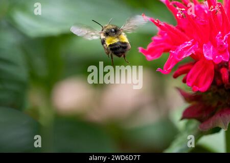 Issaquah, Washington, États-Unis. Bumblebee volant à côté d'une fleur de baume d'abeille en fleur Banque D'Images
