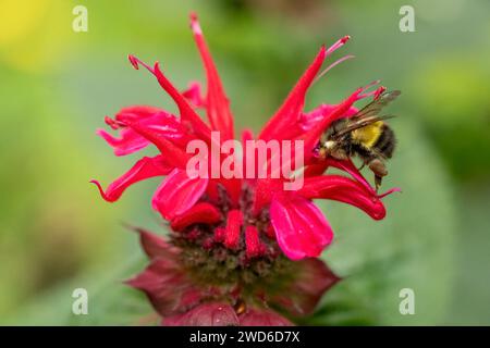 Issaquah, Washington, États-Unis. Fleur de baume d'abeille pollinisée par un bourdon Banque D'Images