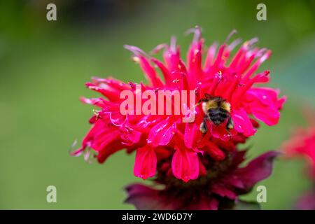 Issaquah, Washington, États-Unis. Fleur de baume d'abeille pollinisée par un bourdon Banque D'Images