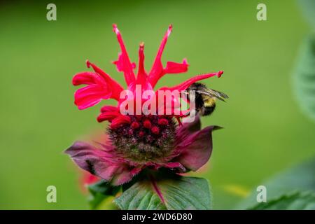 Issaquah, Washington, États-Unis. Fleur de baume d'abeille pollinisée par un bourdon Banque D'Images