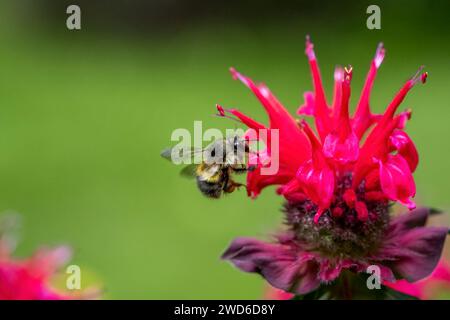 Issaquah, Washington, États-Unis. Fleur de baume d'abeille pollinisée par un bourdon Banque D'Images