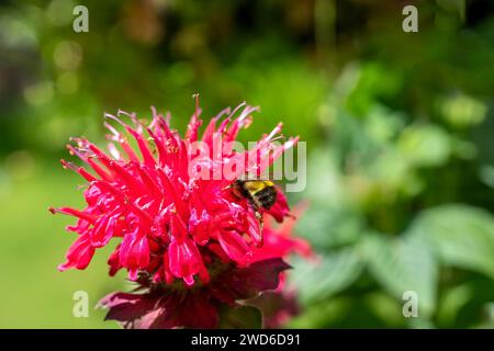 Issaquah, Washington, États-Unis. Fleur de baume d'abeille pollinisée par un bourdon Banque D'Images