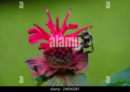 Issaquah, Washington, États-Unis. Fleur de baume d'abeille pollinisée par un bourdon Banque D'Images