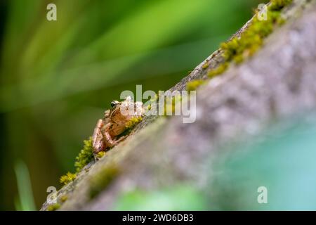 Issaquah, Washington, États-Unis. Pacific Tree Frog reposant sur un rocher à côté d'un étang Banque D'Images