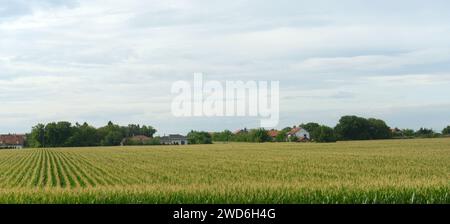 Paysages agricoles dans le nord de la Serbie. Banque D'Images