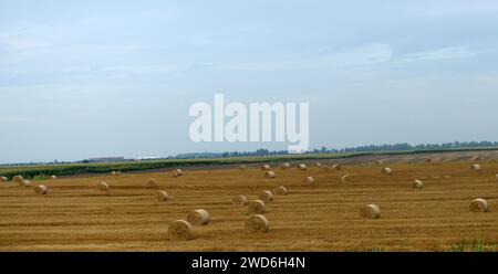 Paysages agricoles dans le nord de la Serbie. Banque D'Images