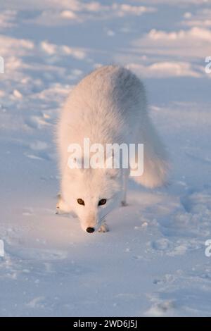 Le renard arctique Alopex lagopus adulte dans son manteau hivernal parcourt la côte arctique à la recherche de nourriture 1002 zone de l'ANWR Alaska Banque D'Images