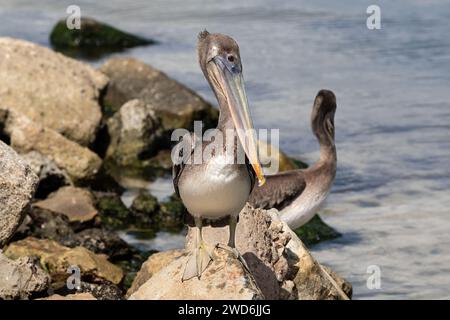 Pélican brun (Pelecanus occidentalis) sur l'île d'Aruba. Debout sur des rochers près du rivage ; eau en arrière-plan. Banque D'Images