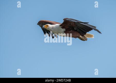 Un aigle survole gracieusement le ciel Banque D'Images