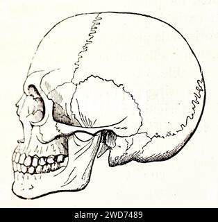 Illustration ancienne d'un crâne, par auteur inconnu, publiée sur Brehm, les Mammifères, Baillière et fils, Paris, 1878 Banque D'Images