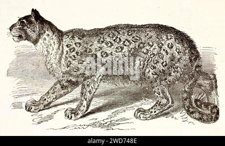 Vieille illustration gravée de Snow Leopard. Créé par Kertschmer et Illner, publié sur Brehm, les Mammifères, Baillière et fils, Paris, 1878 Banque D'Images