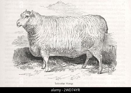 “LEICESTER SHEEP” - image tirée de 'l'histoire populaire de l'Angleterre : une histoire illustrée de la société et du gouvernement de la première période à notre OwnTimes par Charles KNIGHT - Londres. Bradbury et Evans. 1856-1862 Banque D'Images