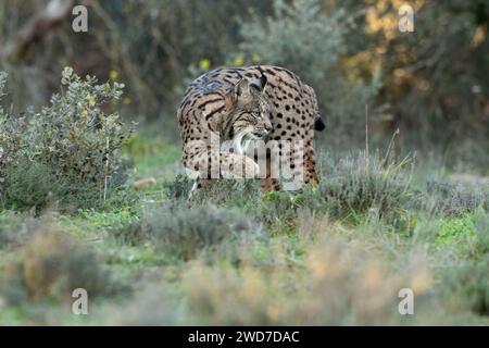 Lynx ibérique femelle adulte marchant à travers son territoire dans une forêt méditerranéenne aux premières lumières d'une froide journée de janvier Banque D'Images