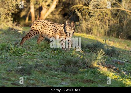 Lynx ibérique femelle adulte marchant à travers son territoire dans une forêt méditerranéenne aux premières lumières d'une froide journée de janvier Banque D'Images