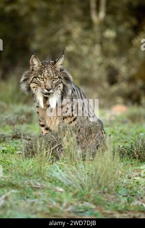 Lynx ibérique femelle adulte marchant à travers son territoire dans une forêt méditerranéenne aux premières lumières d'une froide journée de janvier Banque D'Images