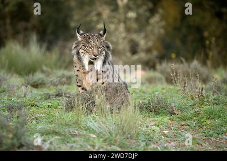 Lynx ibérique mâle adulte marchant à travers son territoire dans une forêt méditerranéenne aux premières lumières d'une froide journée de janvier Banque D'Images