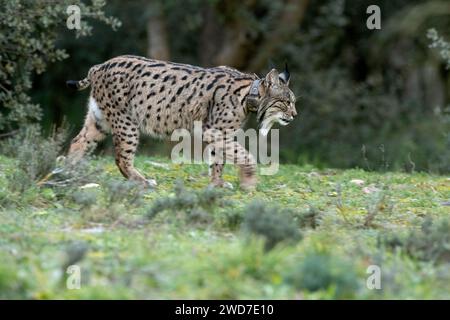 Lynx ibérique femelle adulte marchant à travers son territoire dans une forêt méditerranéenne aux premières lumières d'une froide journée de janvier Banque D'Images