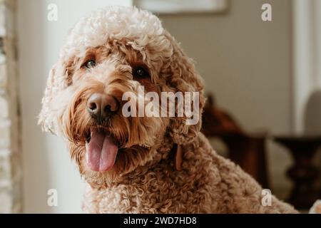 chien heureux regardant par la fenêtre à la maison Banque D'Images