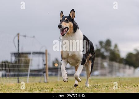 Tricolor Smooth Collie Running Lure course Dog Sport le jour nuageux Banque D'Images