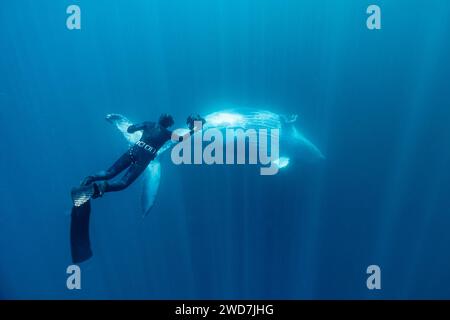 photographe sous-marin prenant une baleine Banque D'Images