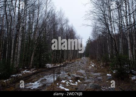 Chemin rocheux à travers une forêt de bouleaux par une journée d'hiver nuageuse Banque D'Images