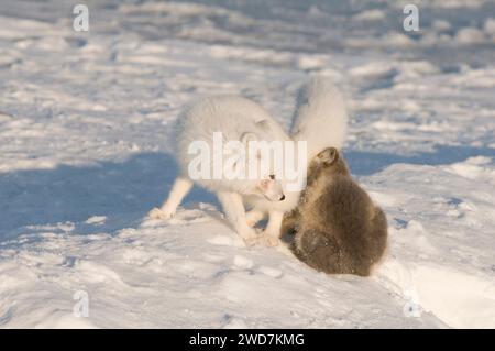 Le renard arctique Alopex lagopus couple adulte et kit jouer et se chasser sur la banquise au large de la zone côtière de 1002 de l'Alaska ANWR Banque D'Images