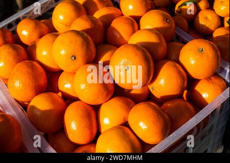 Les oranges vibrantes affichées dans un récipient en plastique Banque D'Images