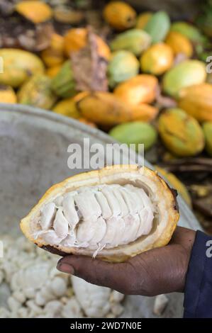 GHANA, Suhum, petite ferme de cacao biologique, récolte de cacao, les gousses de cacao sont ouvertes et les fèves seront fermentées pendant sept jours / GHANA, Suhum, Kleinbauern BEI Bio Kakao Ernte, die Kakaofrüchte werden geöffnet und die frischen Kakaobohnen werden für sieben Tage fermentiert Banque D'Images