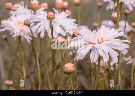 Marguerites éponge blanches fleurissant dans le jardin. Banque D'Images